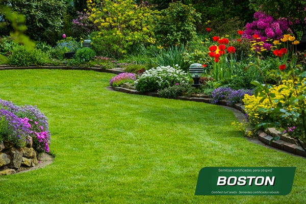 Mezcla de semillas para cesped Boston