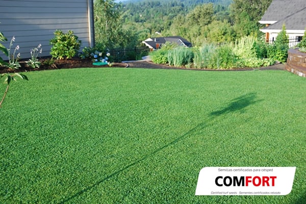 Mezcla de semillas para césped Comfort semillas Zulueta