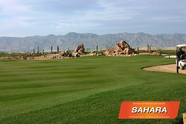 Mezcla de semillas para césped sahara semillas Zulueta