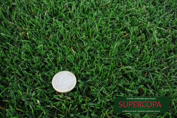 Mezcla de semillas para cesped Supercopa Semillas Zulueta Detalle