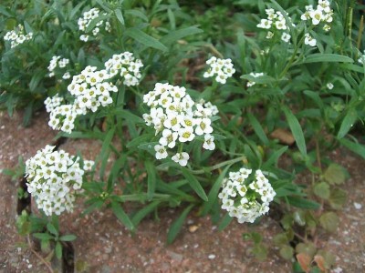 Alyssum_maritima