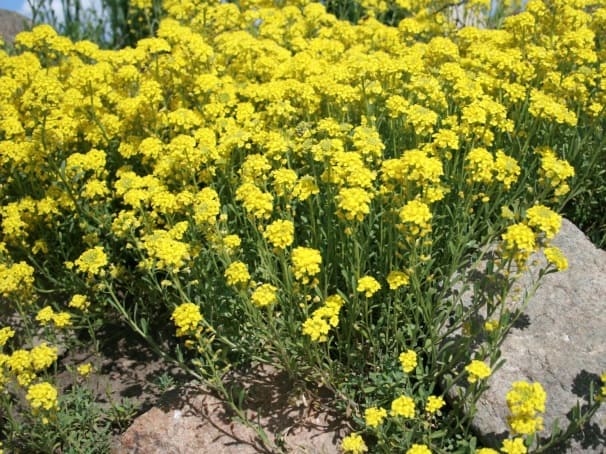 Alysum_saxatile
