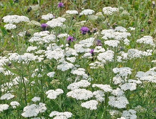 achillea_millefolium_zulueta.com