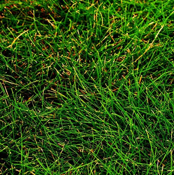 detalle-festuca-rubra