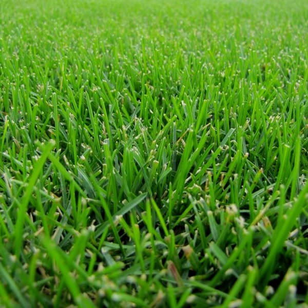 detalle-poa-pratense