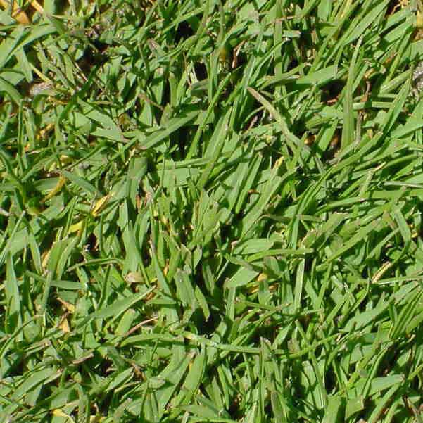 Detalle semillas paspalum vaginatum