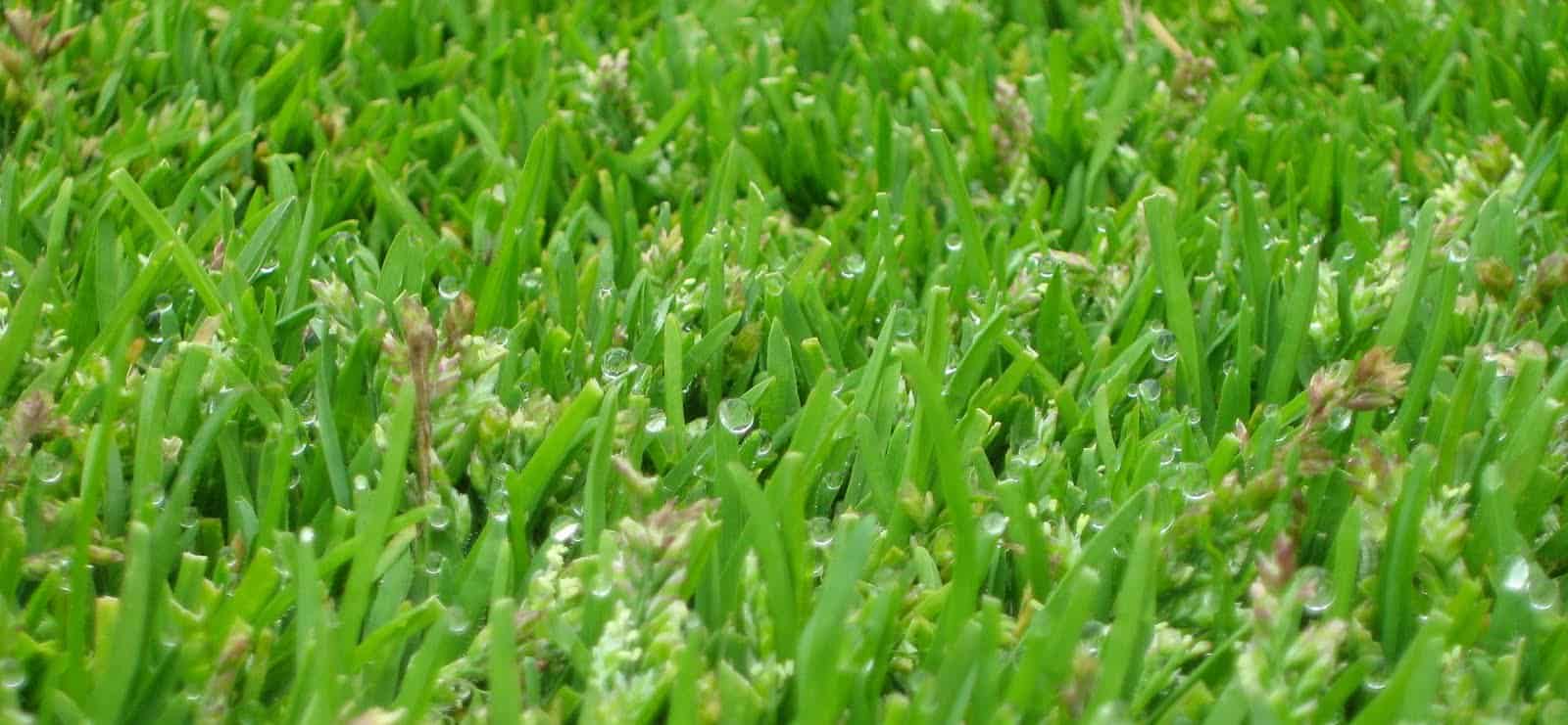 poa annua siega muy baja