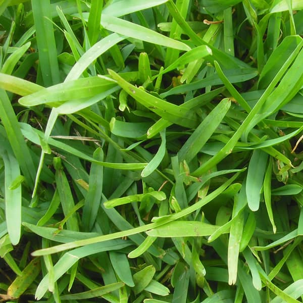 Detalle buchloe dactyloides buffalo grass