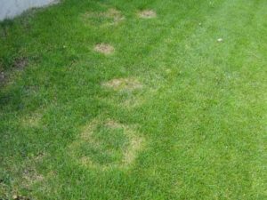 Enfermedades _del_césped