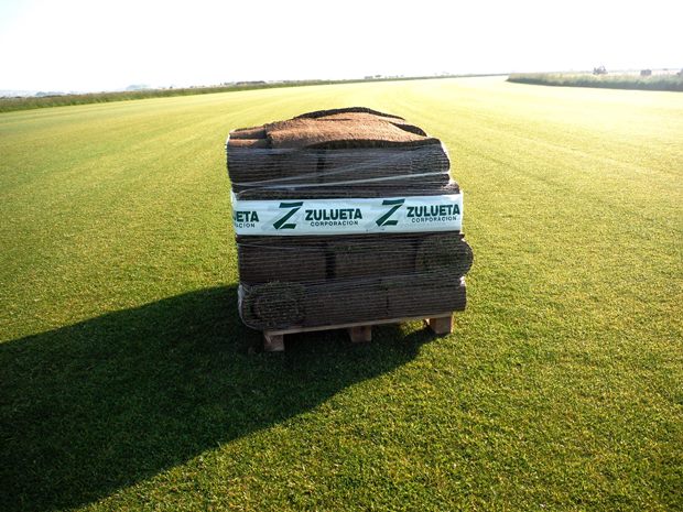 Palé_de_Tepe_Zulueta