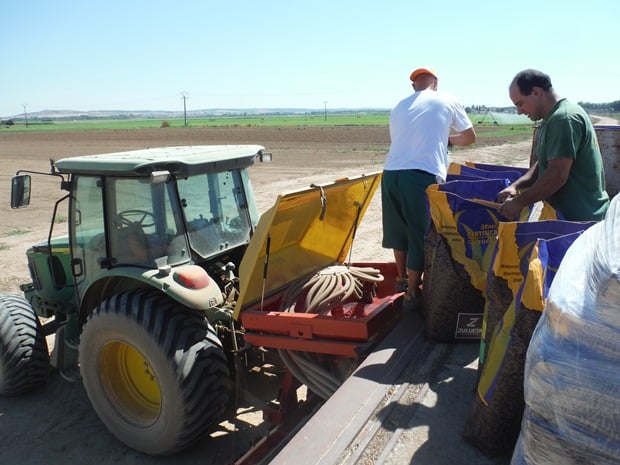 Siembra_Zulueta_semilas