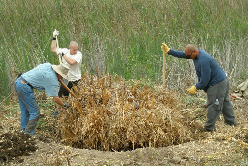 lucha_contra_cortaderia