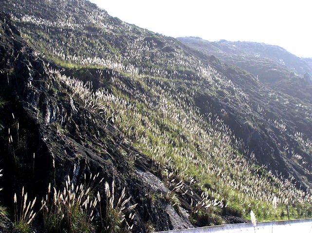 Cortaderia_plumachos_ladera