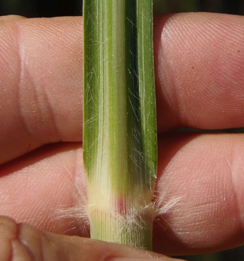 cortaderia-selloana_hoja