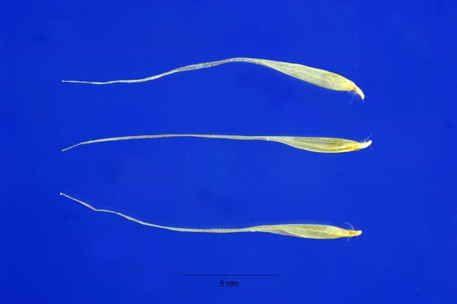 semilla_corderia_selloana