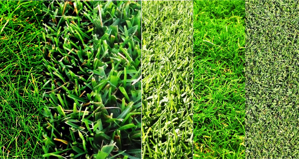 especies_cesped_gramineas