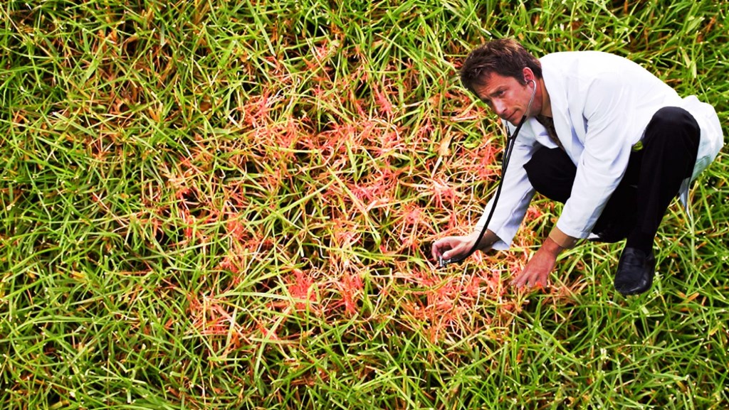 Hilo_rojo_cesped