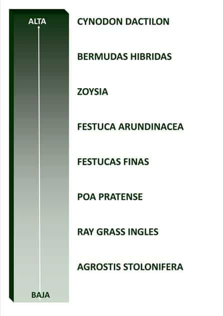 tolerancia_sequia_gramineas_