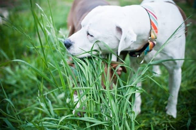 perro_come_hierba