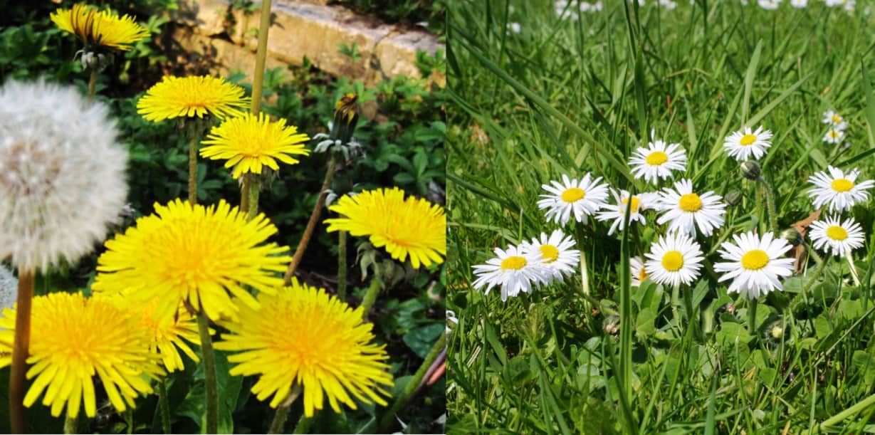 diente_leon_margarita