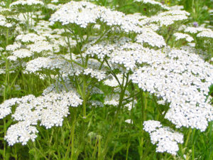 Aquilea_milifolium_milenrama