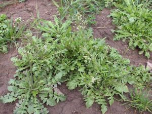 Capsella.bursa-pastoris_bolsa_pastor