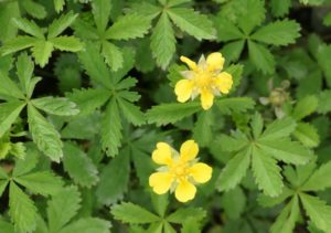 Cinco-en-rama-Potentilla-reptans