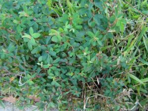 Common_Lespedeza_trebol_Japones