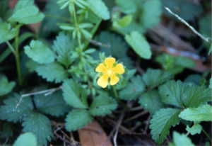 Duchesnea_indica_falsa_fresa