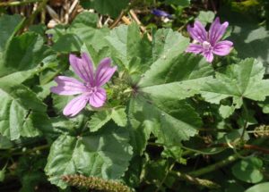 Malva_silvestris_malva