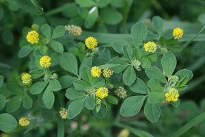 Medicago_lupulina