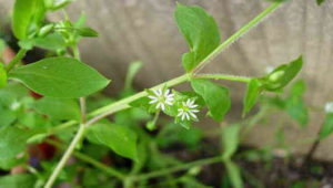 Pamplina_stellaria_media