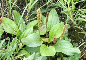 Plantago-Major