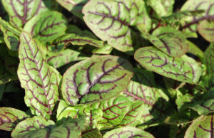 Rumex_sanguineus_acedera_roja