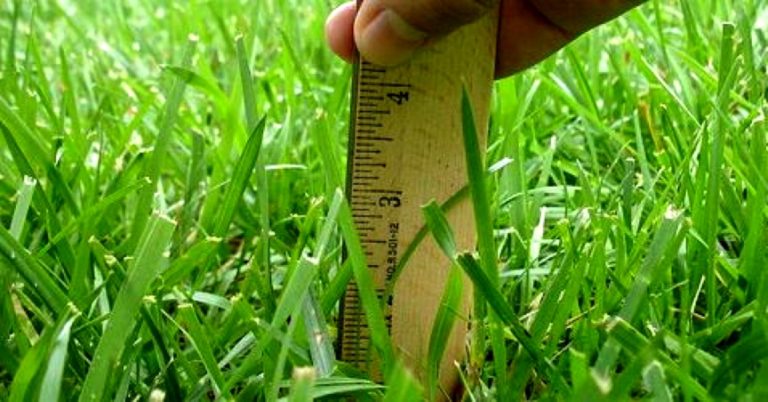 altura_corte-en-cesped_p