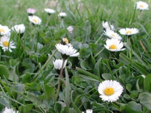 bellis_perennis_margaritas