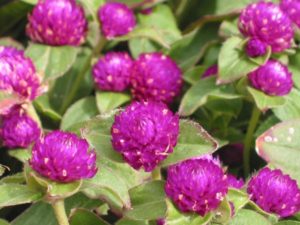 gomphrena_perenne_violeta_silvestre