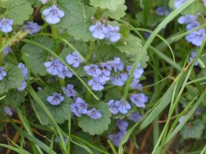 hiedra-terrestre_glechoma_hederacea