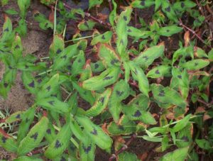 polygonum_lapathifolium_hierba_pejiguera