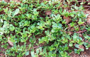 portuleacea_oleacea_verdolaga