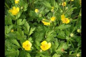 ranunculus_acris_boton_de_oro