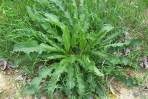 rumex_crispus_romaza
