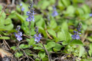 veronica_officinalis_veronica