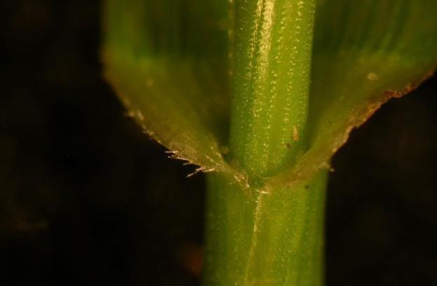 lligulas_festuca_arundinacea