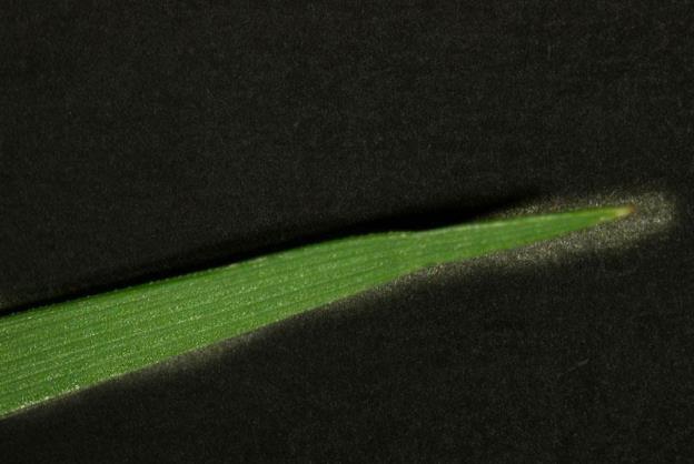 hoja_festuca_arundinacea