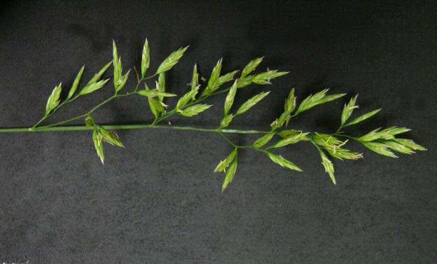espiga_festuca_arundinacea