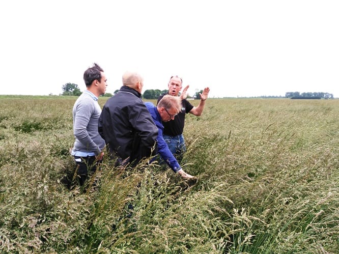 cosecha_semilla_cesped