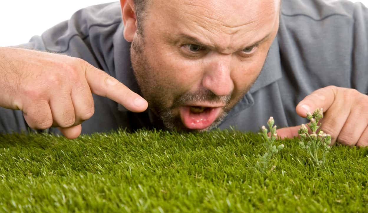 malas_hierbas_cesped