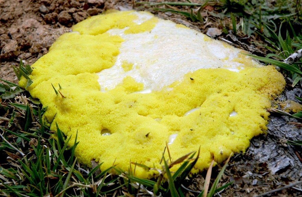 Moho_Mucilaginoso_en_el_céspe