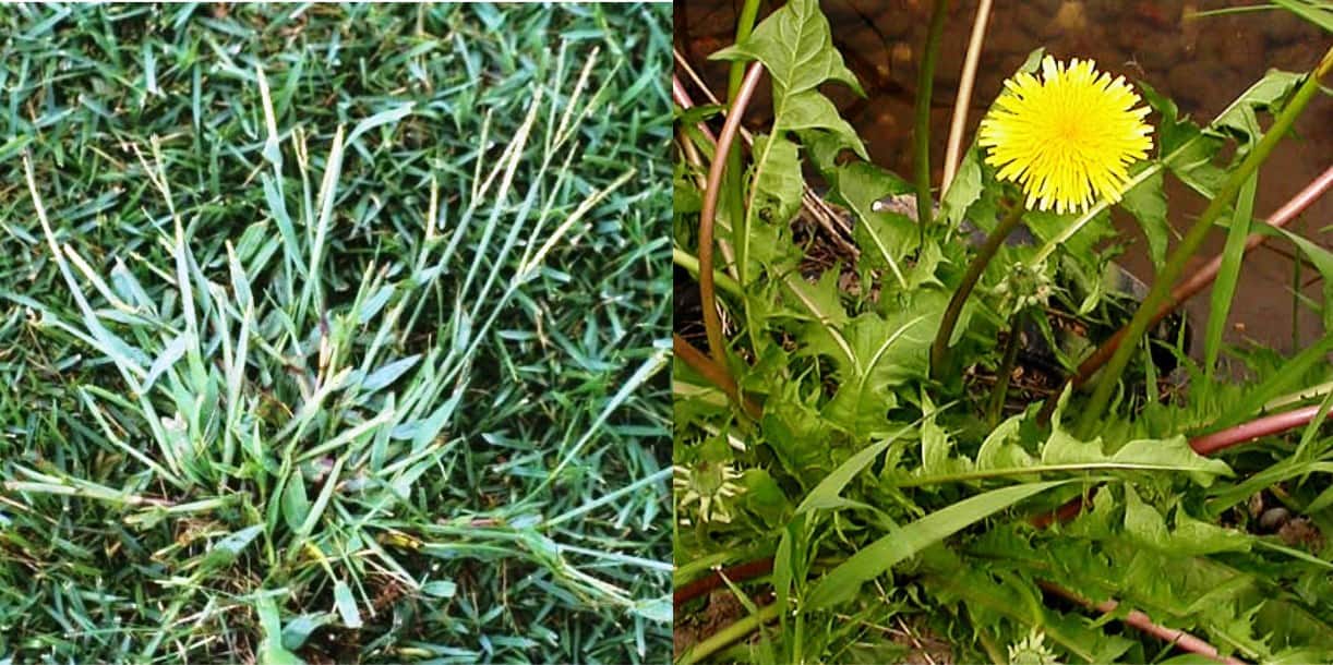 malas_hierbas-cesped